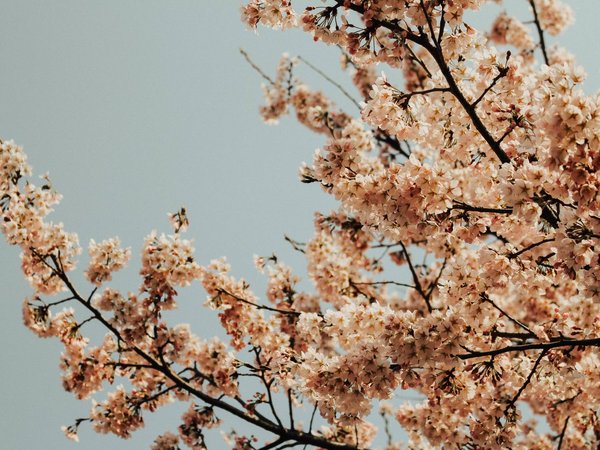 Spring at Herol Spring at Herol