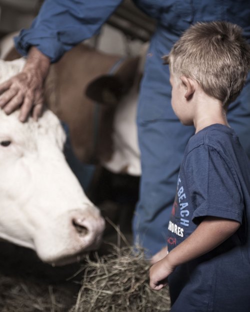 Horse riding in South Tyrol: Freedom on horseback Horse riding in South Tyrol: Freedom on horseback